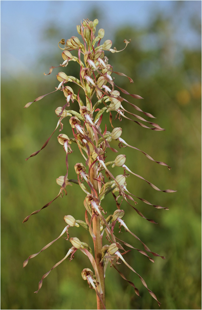 Bocks-Riemenzunge (Himantoglossum hircinum)