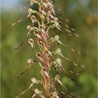 Bocks-Riemenzunge (Himantoglossum hircinum)