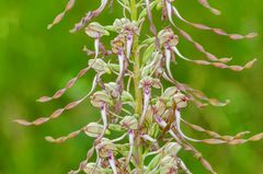 Bocks-Riemenzunge (Himantoglossum hircinum)