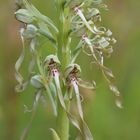 Bocks-Riemenzunge (Himantoglossum hircinum)