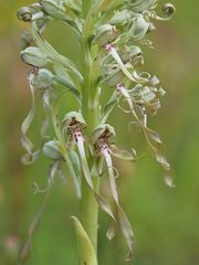 Bocks-Riemenzunge (Himantoglossum hircinum)