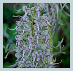 Bocks-Riemenzunge (Himantoglossum hircinum)