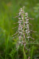 Bocks-Riemenzunge (Himantoglossum hircinum) 73n