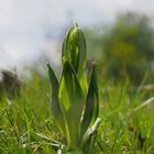 Bocks-Riemenzunge (Himantoglossum hircinum)