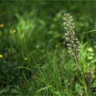 Bocks-Riemenzunge (Himantoglossum hircinum).