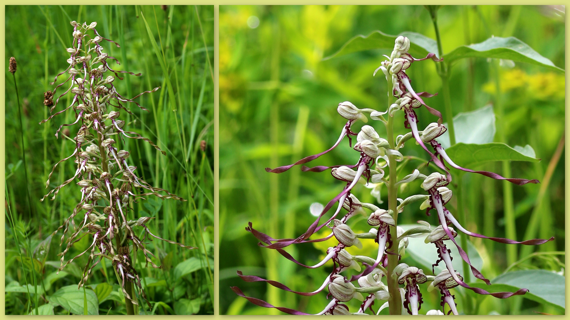 Bocks-Riemenzunge (Himantoglossum hircinum).