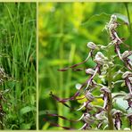 Bocks-Riemenzunge (Himantoglossum hircinum).