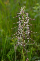 Bocks-Riemenzunge (Himantoglossum hircinum) 76