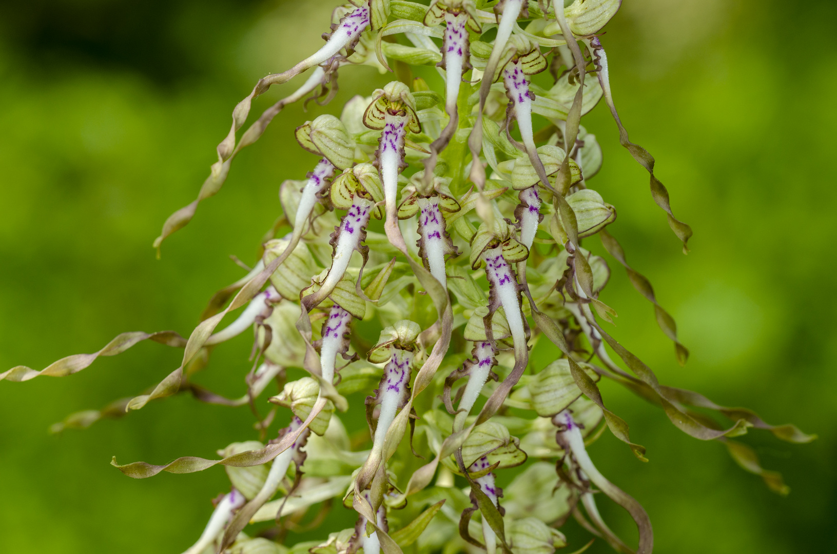 Bocks-Riemenzunge (Himantoglossum hircinum)