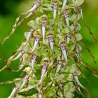 Bocks-Riemenzunge (Himantoglossum hircinum)