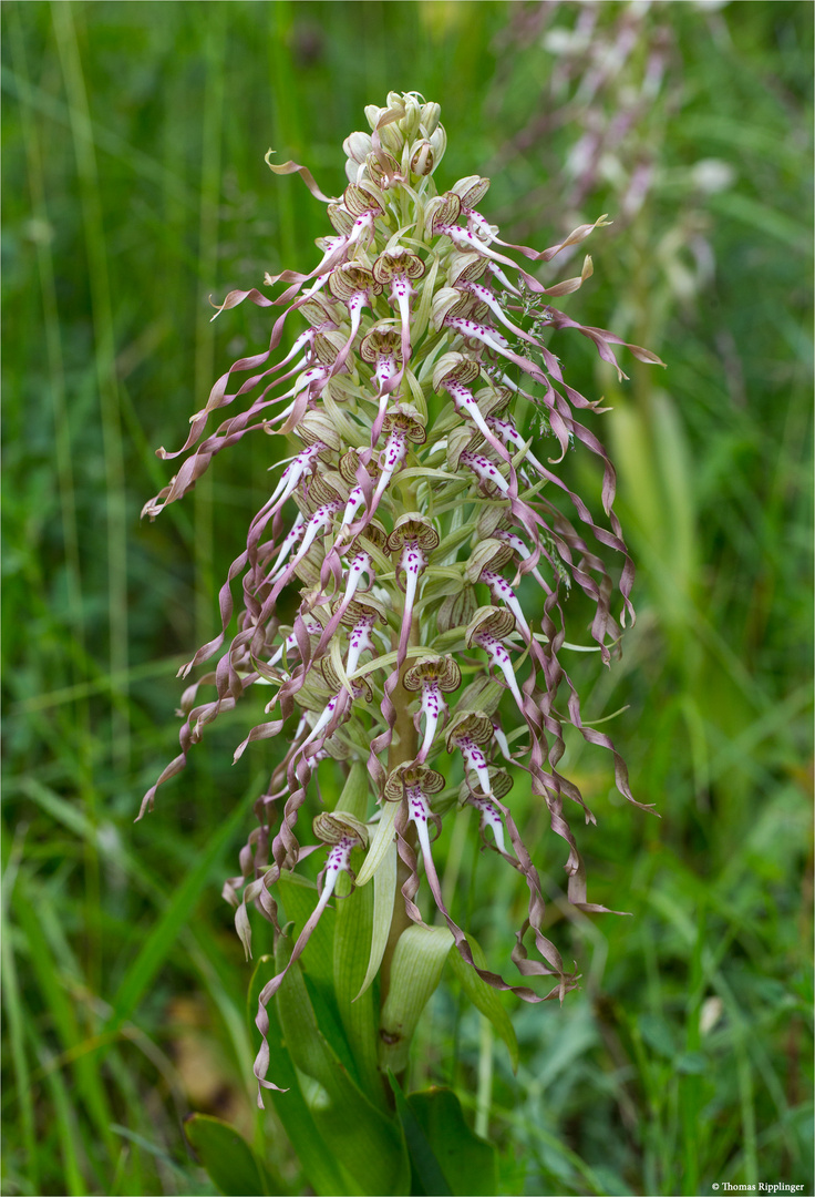 Bocks-Riemenzunge (Himantoglossum hircinum) 82