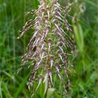 Bocks-Riemenzunge (Himantoglossum hircinum) 82