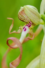 Bocks-Riemenzunge (Himantoglossum hircinum)