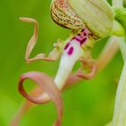 Bocks-Riemenzunge (Himantoglossum hircinum)