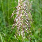 Bocks-Riemenzunge (Himantoglossum hircinum) 87