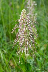 Bocks-Riemenzunge (Himantoglossum hircinum) 87