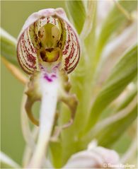 Bocks-Riemenzunge (Himantoglossum hircinum)