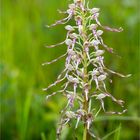 Bocks-Riemenzunge (Himantoglossum hircinum)