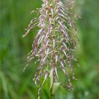 Bocks-Riemenzunge (Himantoglossum hircinum) 93