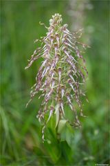 Bocks-Riemenzunge (Himantoglossum hircinum) 93