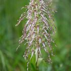 Bocks-Riemenzunge (Himantoglossum hircinum) 96