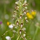 Bocks-Riemenzunge (Himantoglossum hircinum)