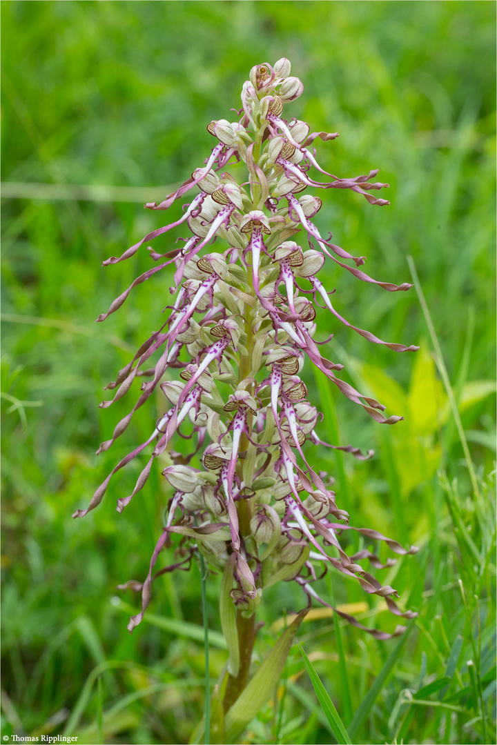 Bocks-Riemenzunge (Himantoglossum hircinum), auch Bocksorchis 0009