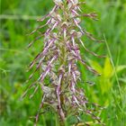 Bocks-Riemenzunge (Himantoglossum hircinum), auch Bocksorchis 0009