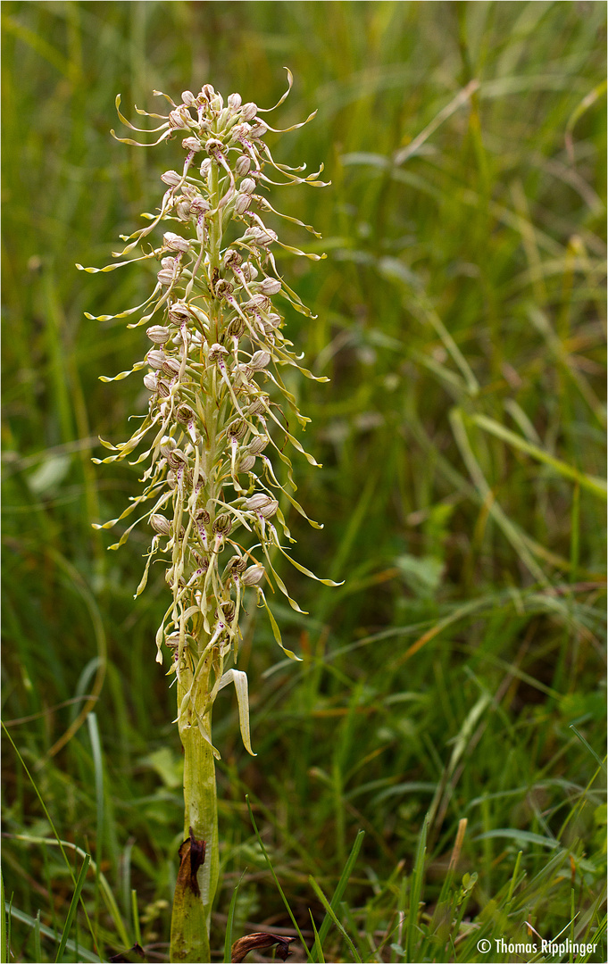 Bocks-Riemenzunge (Himantoglossum hircinum), auch Bocksorchis
