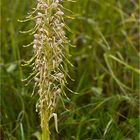 Bocks-Riemenzunge (Himantoglossum hircinum), auch Bocksorchis