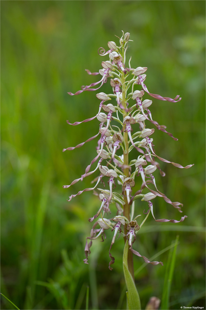 Bocks-Riemenzunge (Himantoglossum hircinum), auch Bocksorchis 9973