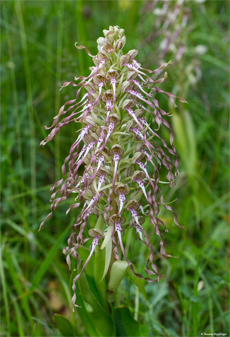 Bocks-Riemenzunge (Himantoglossum hircinum), auch Bocksorchis 9982