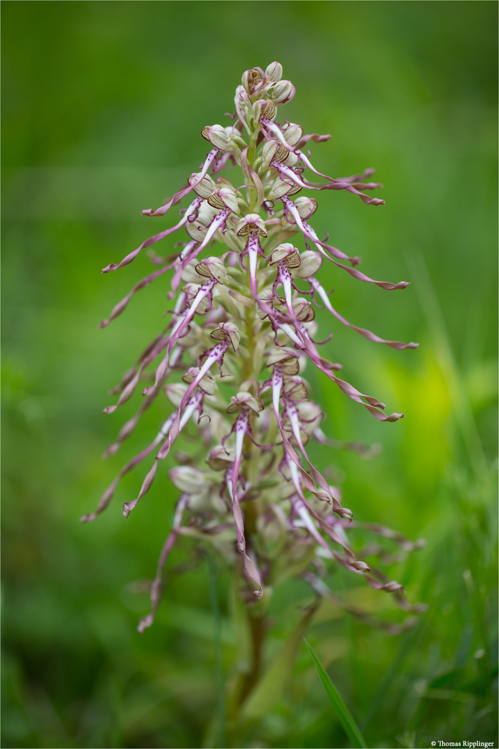 Bocks-Riemenzunge (Himantoglossum hircinum), auch Bocksorchis 9999