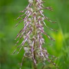 Bocks-Riemenzunge (Himantoglossum hircinum), auch Bocksorchis 9999