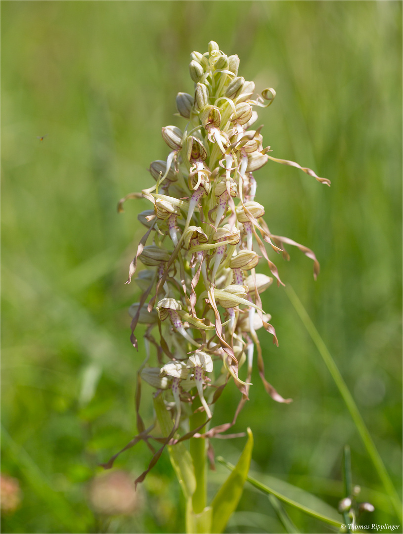 Bocks-Riemenzunge (Himantoglossum hircinum), auch Bocksorchis .