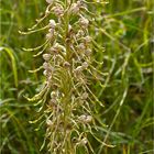 Bocks-Riemenzunge (Himantoglossum hircinum) .