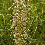 Bocks-Riemenzunge (Himantoglossum hircinum) .