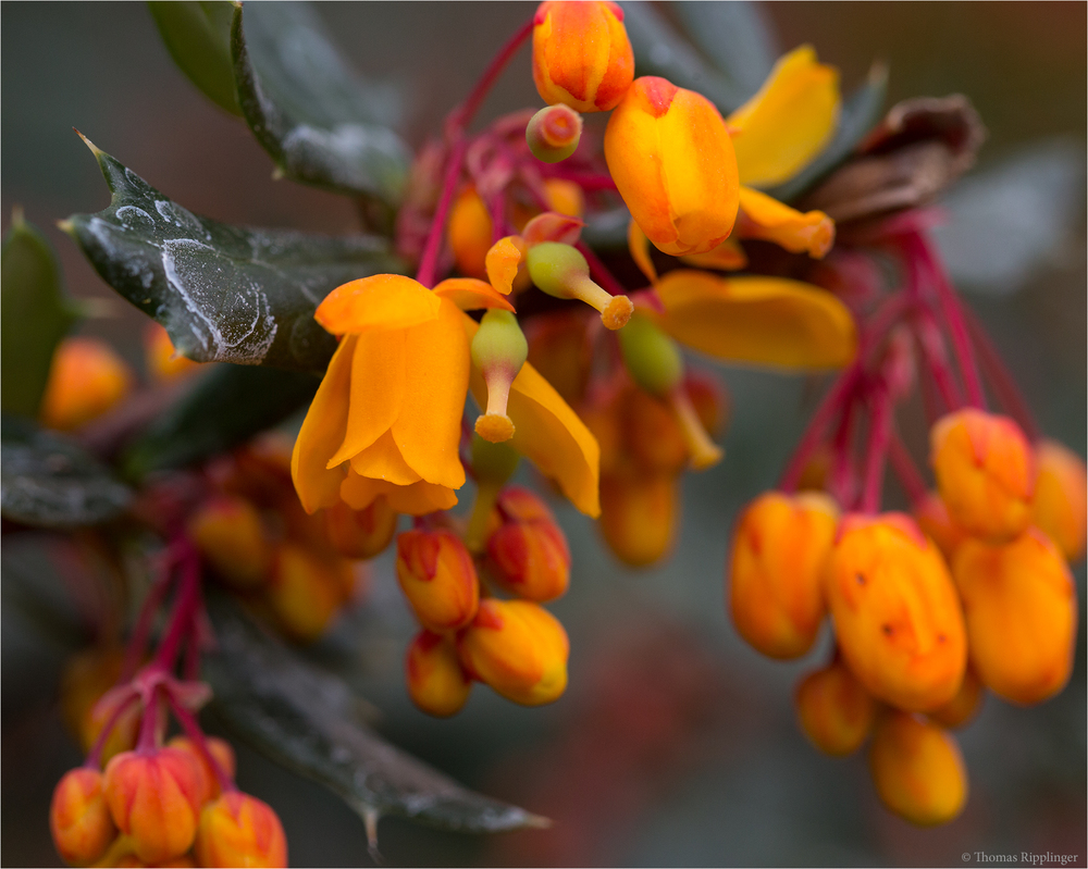 Bocks-Riemenzunge (Himantoglossum hircinum)