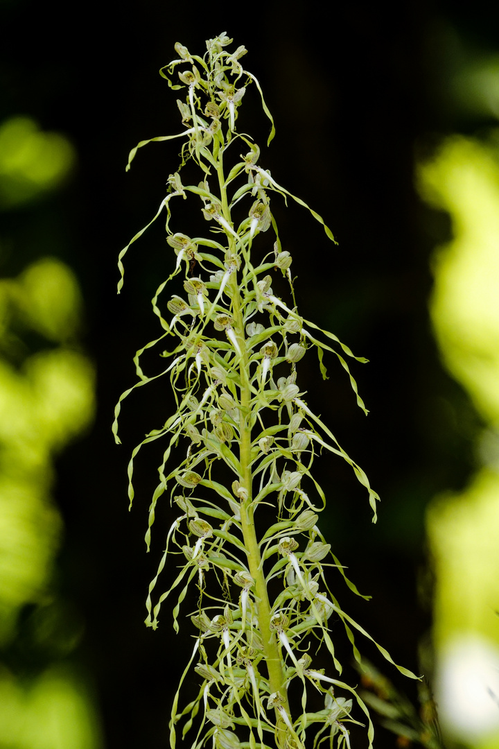 Bocks-Riemenzunge (Himantoglossum hircinum)
