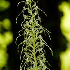 Bocks-Riemenzunge (Himantoglossum hircinum)