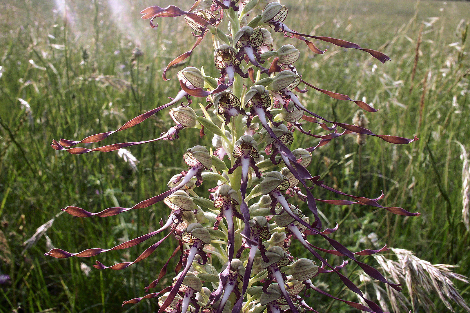 Bocks-Riemenzunge (Himantoglossum hircinum),