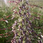 Bocks-Riemenzunge (Himantoglossum hircinum),