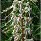 Bocks-Riemenzunge (Himantoglossum hircinum)