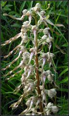 Bocks-Riemenzunge (Himantoglossum hircinum)