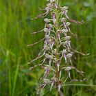 Bocks-Riemenzunge (Himantoglossum hircinum)