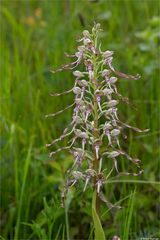 Bocks-Riemenzunge (Himantoglossum hircinum)