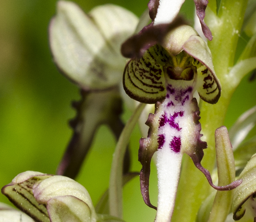 Bocks-Riemenzunge (Himantoglossum hircinum)