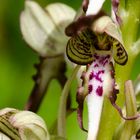 Bocks-Riemenzunge (Himantoglossum hircinum)