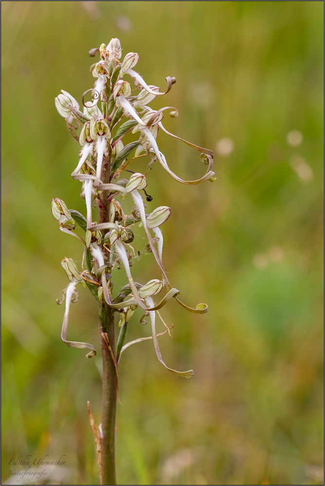 bocks-riemenzunge ( Himantoglossum hircinum )