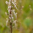 bocks-riemenzunge ( Himantoglossum hircinum )